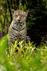 jaguar in pantanal jungle, Wildlife
