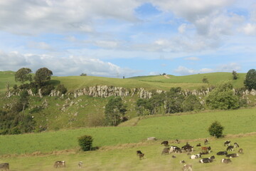 New zealand landscape 