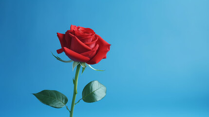 Red roses on the blue background