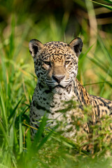 jaguar in pantanal jungle, Wildlife