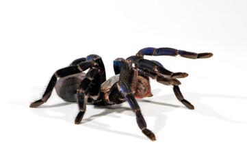 Cobalt blue tarantula // Blaue Thai-Vogelspinne (Cyriopagopus lividus, Haplopelma lividum) - Thailand