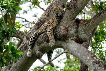 jaguar in pantanal jungle, Wildlife