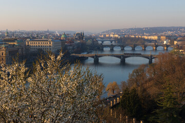 Panoramic view from the Letna Park to Pragues's bridges and the Vlatana river with white blooming...