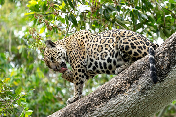 jaguar in pantanal jungle, Wildlife