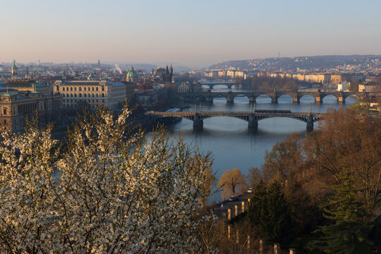 Panoramic view from the Letna Park to Pragues's bridges and the Vlatana river with white blooming bushes in spring.