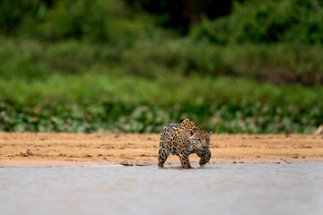 jaguar in pantanal jungle, Wildlife © Ondrej