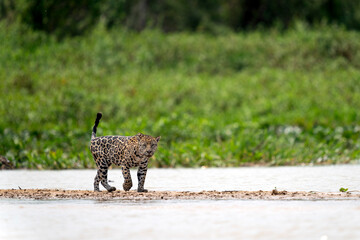 jaguar in pantanal jungle, Wildlife