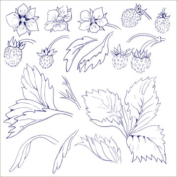 Vector collection set of strawberries flowers and berry drawing and sketch with line-art on white backgrounds.