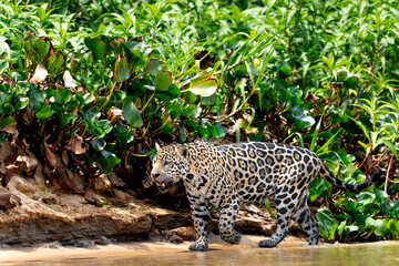 jaguar in pantanal jungle, Wildlife