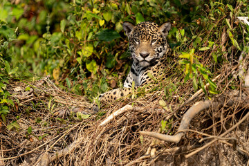 jaguar in pantanal jungle, Wildlife