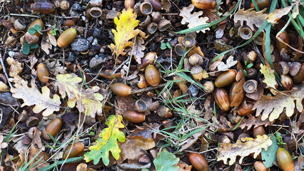 Texture background of autumnal field covered with acorns