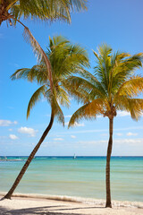 Coconut palm trees on a tropical beach, Yucatan Peninsula, Mexico.