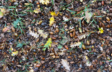Texture background of autumnal field covered with acorns