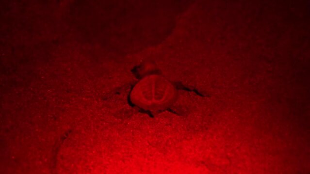 baby sea turtles being guided by a red light to the ocean 