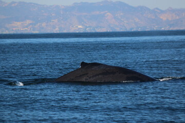 Naklejka premium whale watching in california 