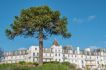 A Monkey puzzle tree against a scenic background of blue sky and an attractive historic building. 