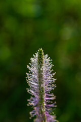 Flowering of plantain in the meadow.