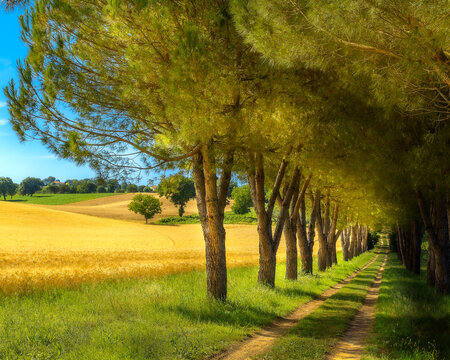 Scorcio campagna in estate