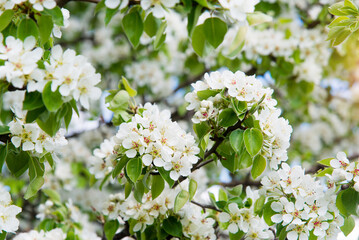 Spring blooming delicate flowers in a round vase on a table with a white tablecloth