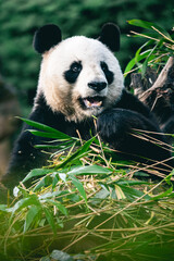 Panda géant de Chine qui mange du bambou