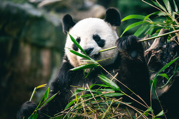 Panda géant de Chine qui mange du bambou