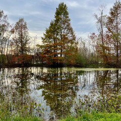 lake in the park