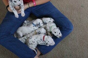 dalmatian puppies