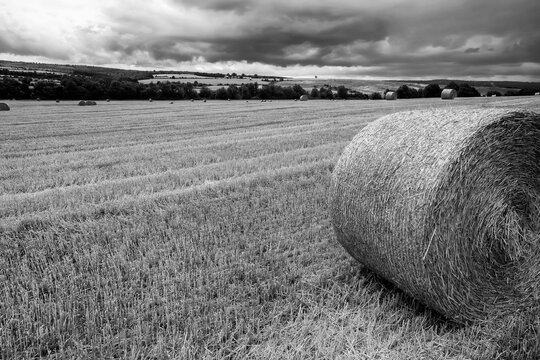 Round bales of hay on the field after harvest