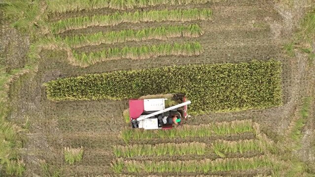 Rice harvesting machine. aerial view of rice cutting tractor harvesting in Bangladeshi rice fields.