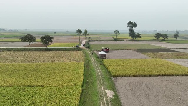 Aerial view of Combine harvester machine with rice paddy field. Agriculture farm of rice harvest and farmer. Natural the texture background. Agriculture concept growing rice plants.