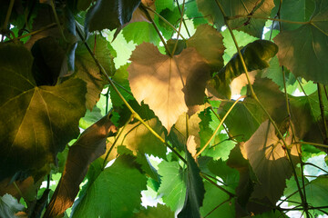 Photographic presentation of the vine leaf
