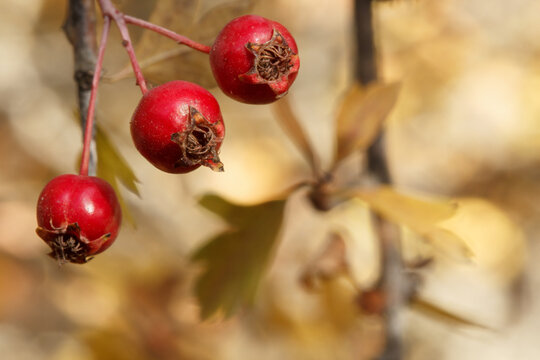 Fruta del bosque oto&ntilde;al de espino rojo (Pyracantha coccinea) con bokeh de hojas marchitando en la Fuente Roja de Alcoi, Espa&ntilde;a
