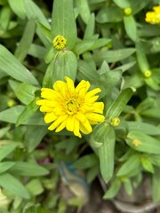 yellow flower in the garden