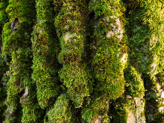 Green moss on bark tree. Natural background