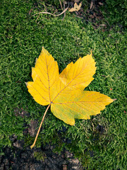 Maple leaf on green moss. Closeup. Autumn