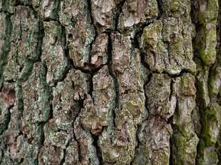 Bark background. Trunk tree closeup
