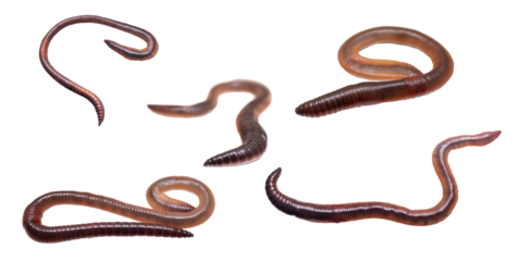 earthworm on white isolated background