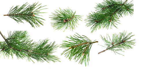 pine twigs on white isolated background