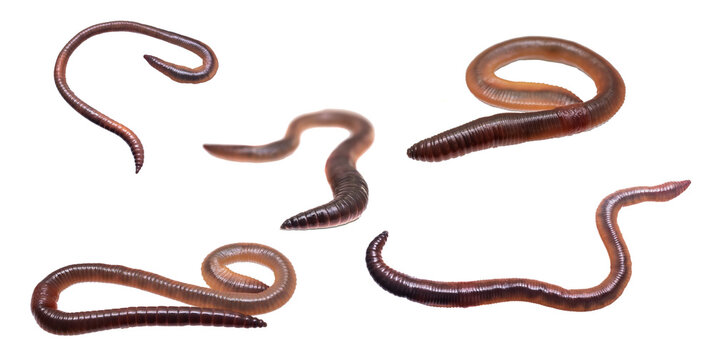 earthworm on white isolated background