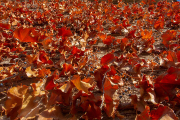The leaves of different plants in the winter season each have their own shape and image