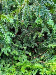 green branches.  Needless green, nature, Christmas,holiday season 