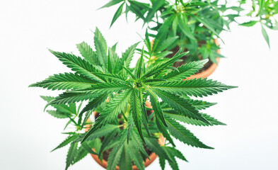 Overhead shot of Cannabis plants in pots against white backdrop