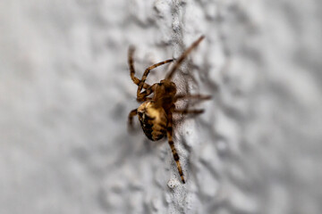 cross spider on the wall 