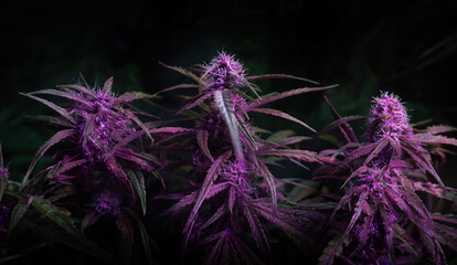 Purple Kush medical Marijuana forming flower buds against dark background