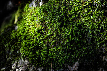 green moss in city park