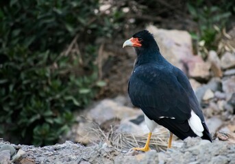 Alkamari Andes bird