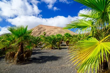 Keuken foto achterwand Canarische Eilanden Beautiful palm trees groove landscape