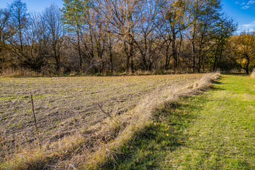Obraz premium Field, autumn forest. Dry grass.