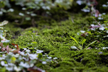 green moss in city park