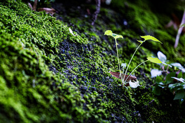 green moss in city park